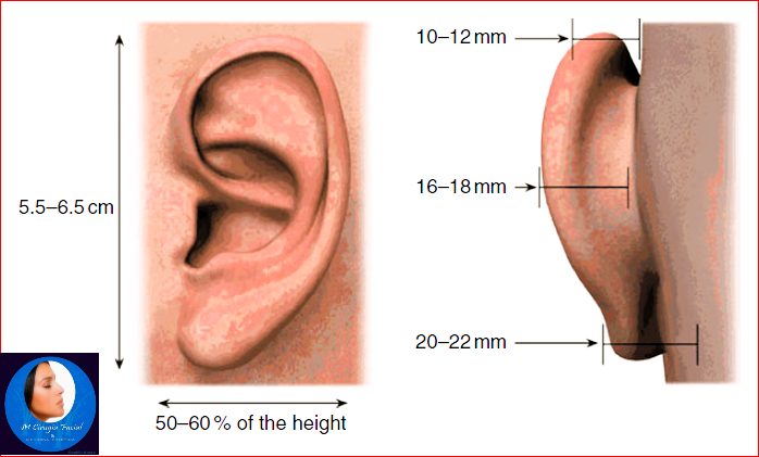 Medidas de oreja normal